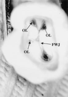 orifices-of-canals-junction-and-wall-1