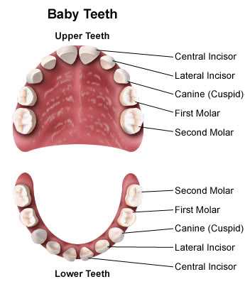 deciduous teeth baby teeth
