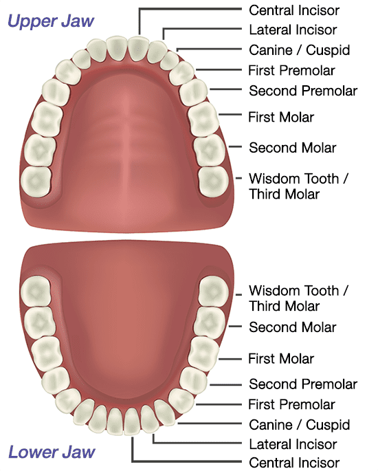 anatomy of teeth