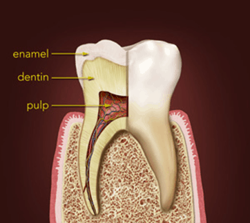 anatomy of tooth